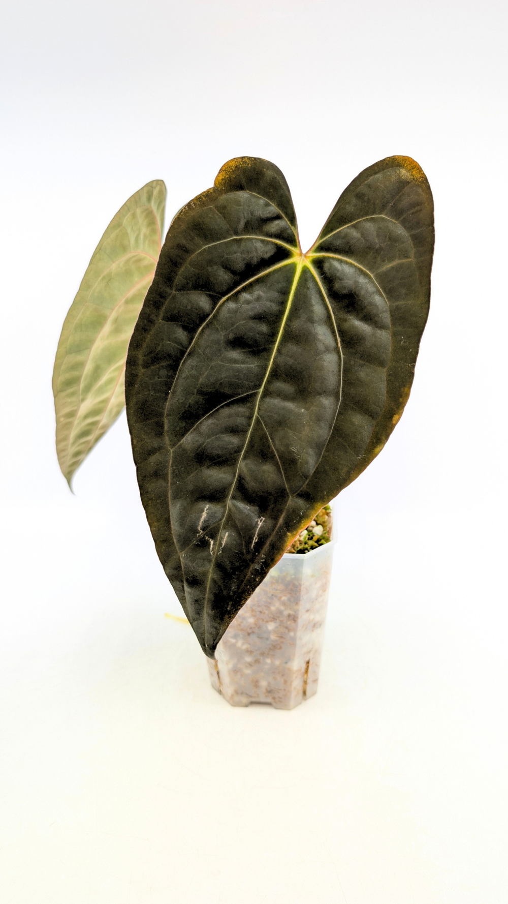 アンスリウム papillilaminum (RG) X RVDP Anthurium papillilaminum x 'RVDP' • select – The Plant Plug